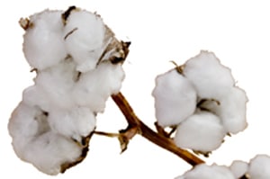 coton bio